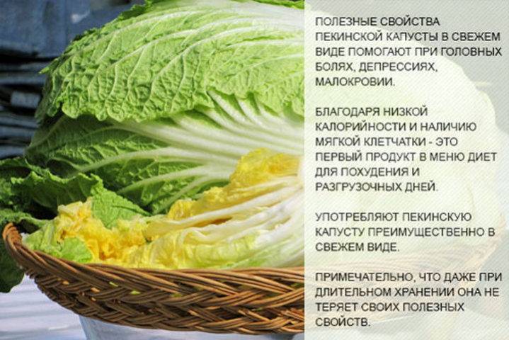 Вредители пекинской капусты и борьба с ними: обработка и защита