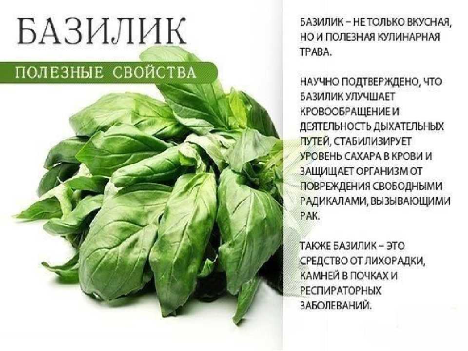 Патиссоны