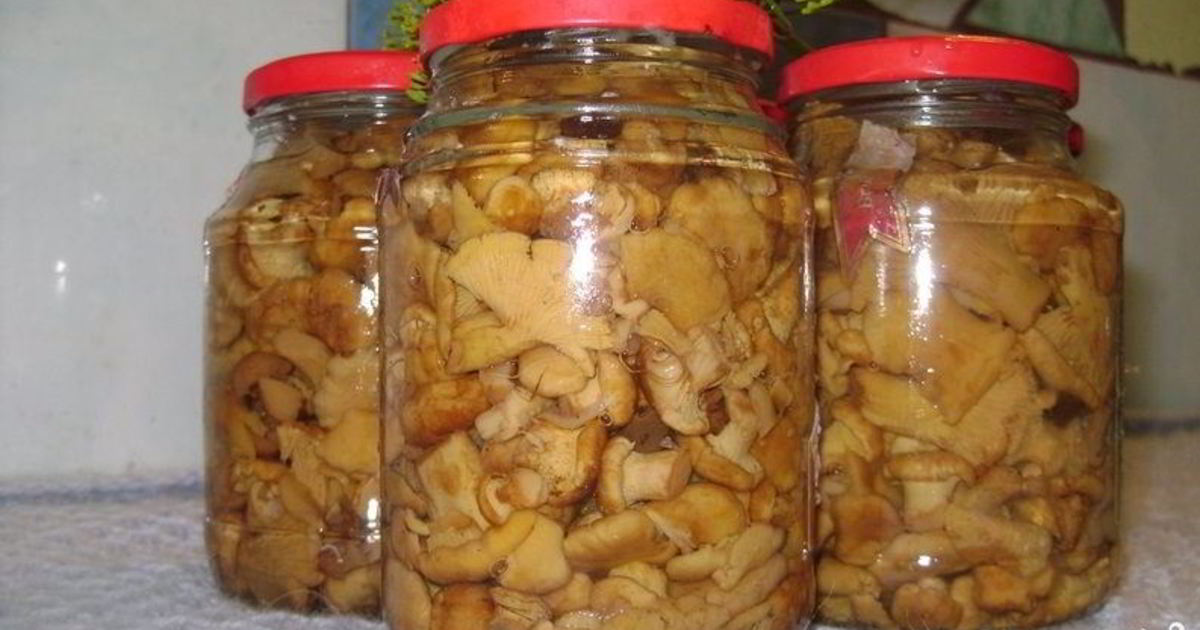 Маринованные лисички на зиму в домашних условиях: рецепты приготовления