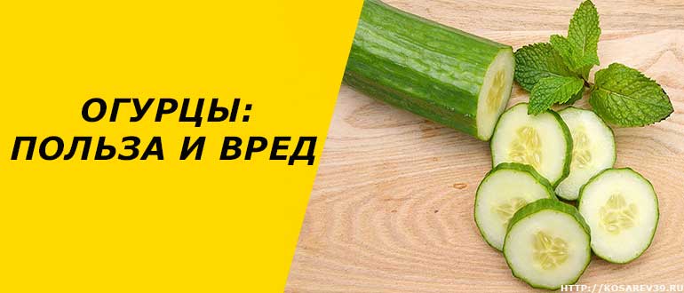 Огурцы: полезные свойства и вред для организма