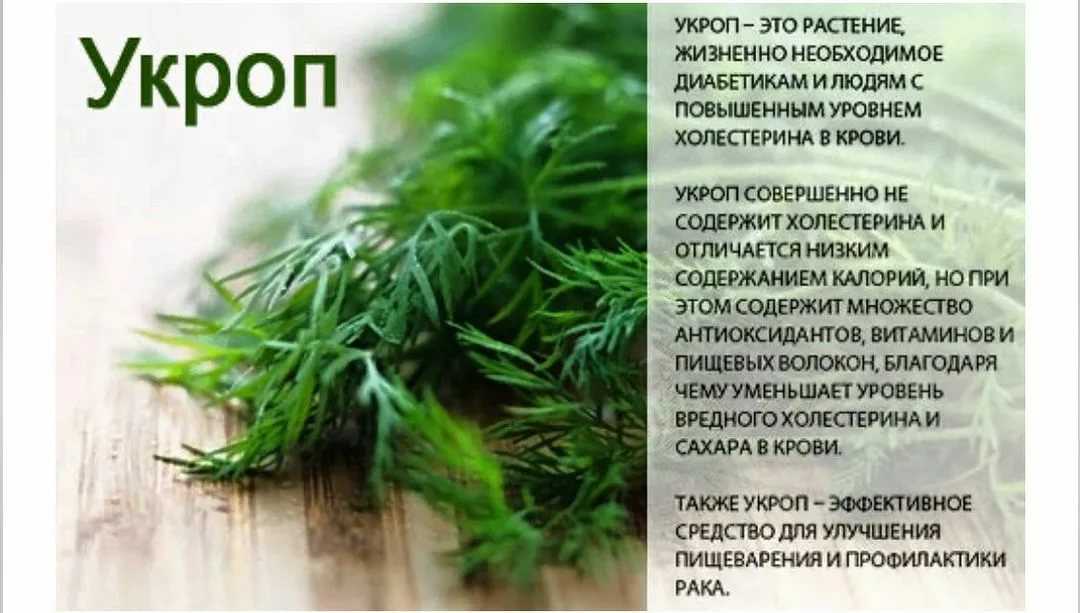 Петрушка - польза и вред, соста норма в день и применение