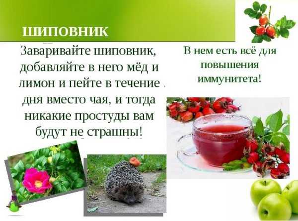 Компот из шиповника - лучшие рецепты. как правильно и вкусно приготовить компот из шиповника. - автор екатерина данилова