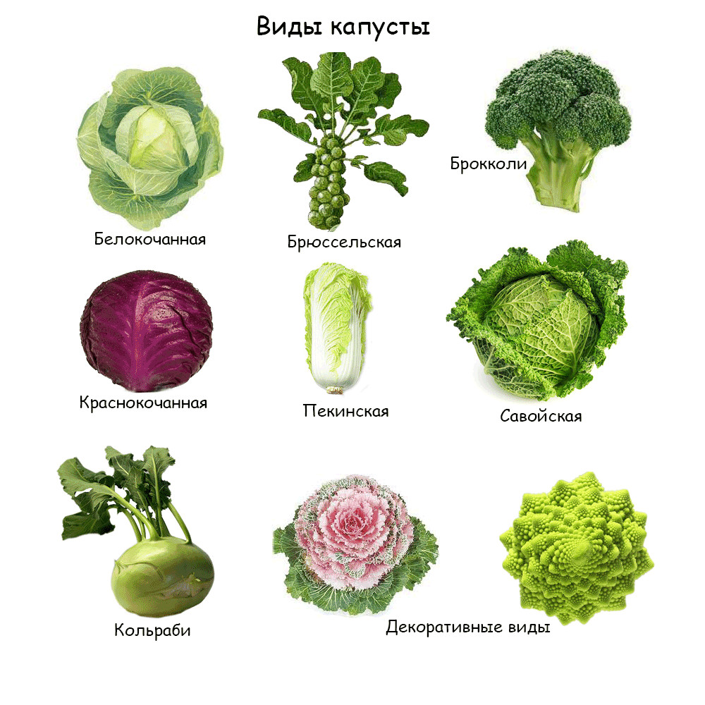 Капуста брокколи на сковороде — 5 быстрых и вкусных рецептов приготовления