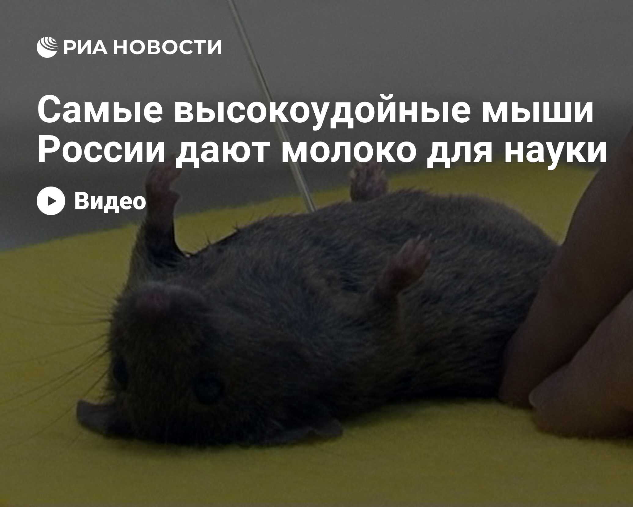 10 самых дорогих блюд в мире