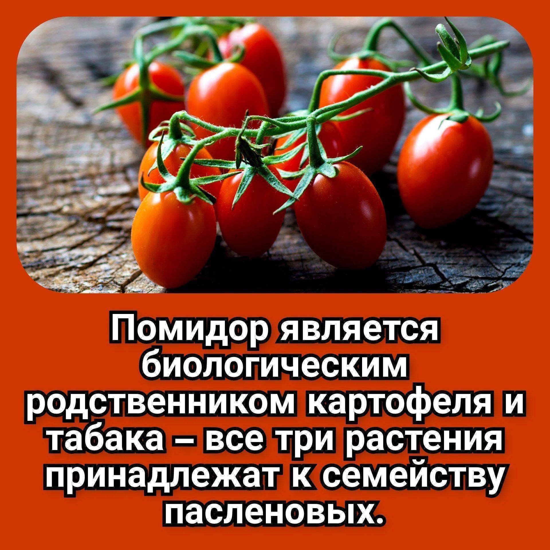Интересные факты о помидорах
