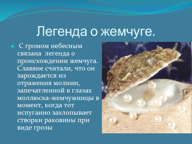 Интересные факты о моллюсках