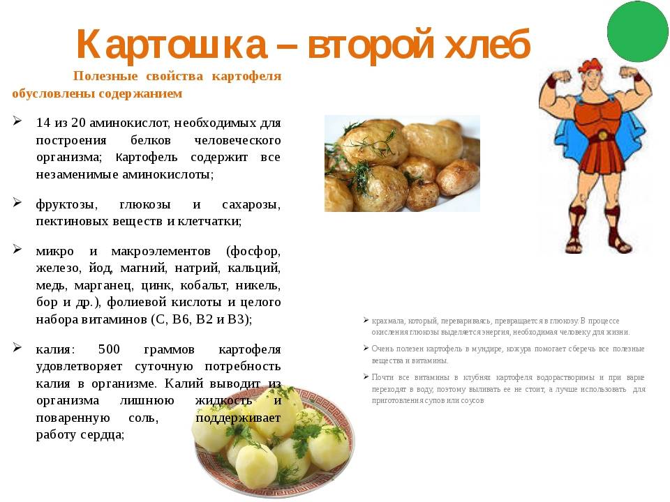 Полезные свойства картофеля и вредные для организма человека