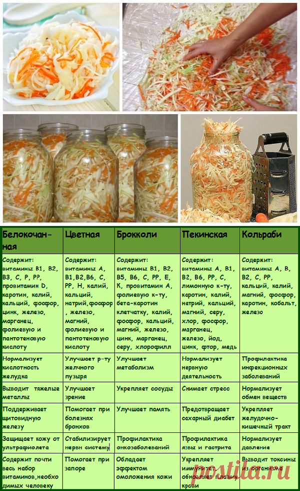 Квашеная капуста быстрого приготовления: 6 рецептов хрустящей и сочной капусты