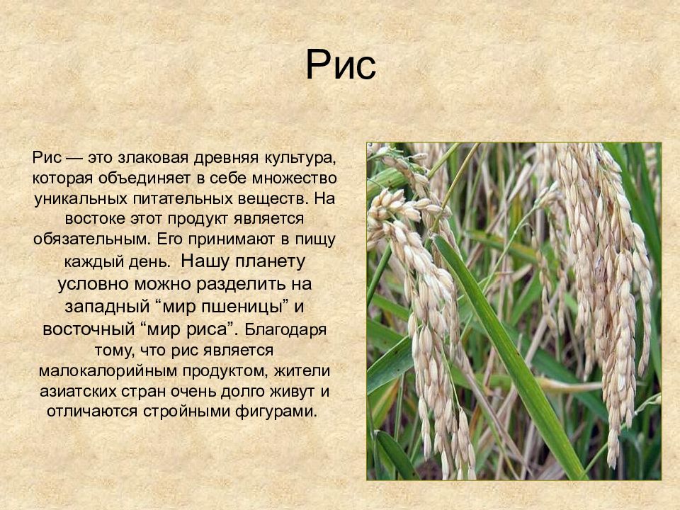 Всё о рисе: что такое рис и как он появился, интересные факты о растении из дальних стран