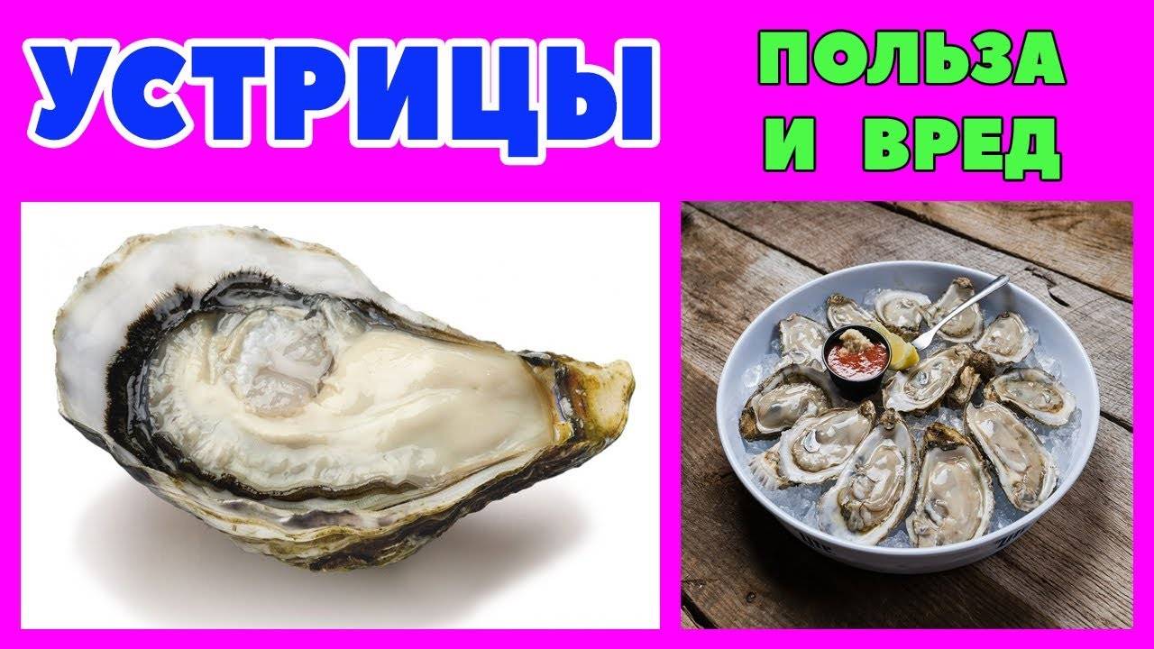 10 главных заблуждений об устрицах - pro-insider.ru