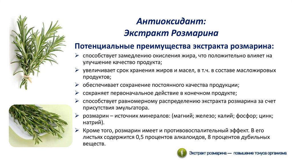 Розмарин польза для здоровья