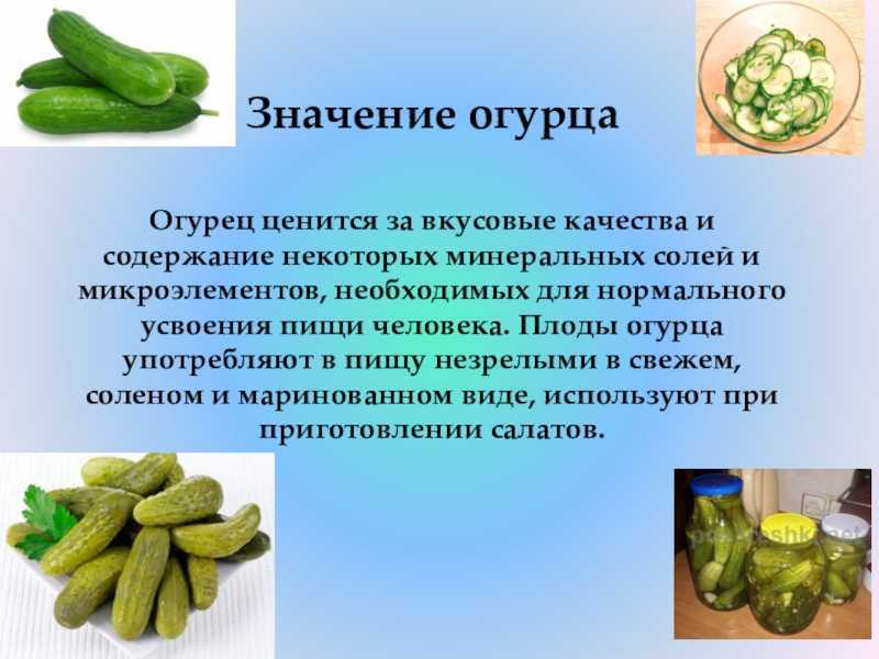 Огурцы: польза и вред