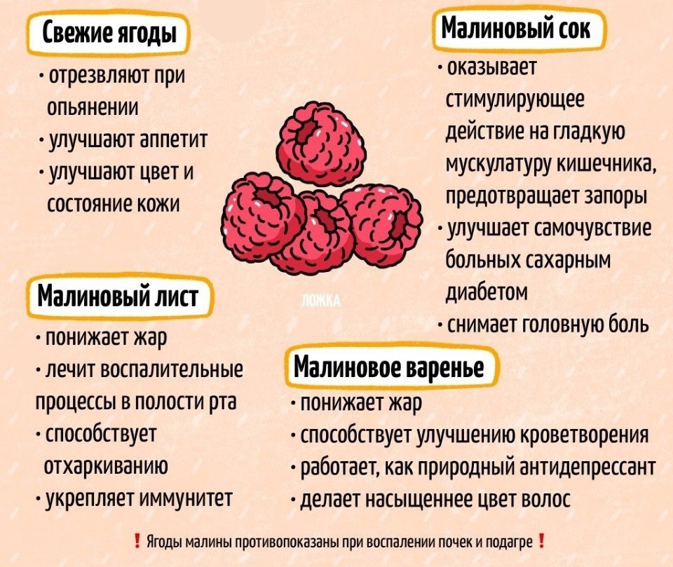 Малина: польза и вред, лечебные свойства малины, рецепты