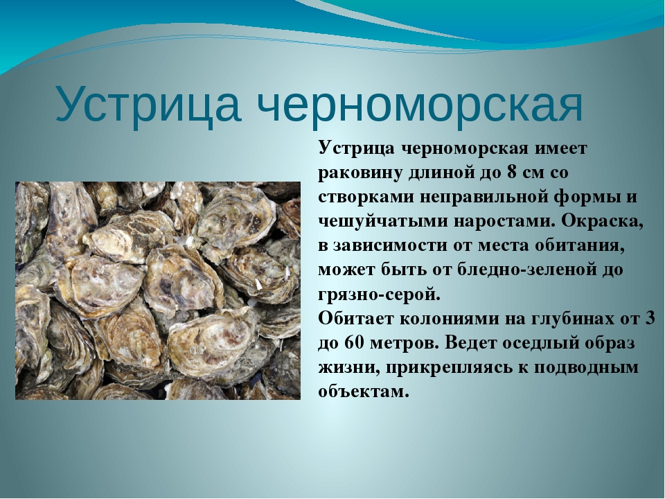 Как едят устриц в ресторане