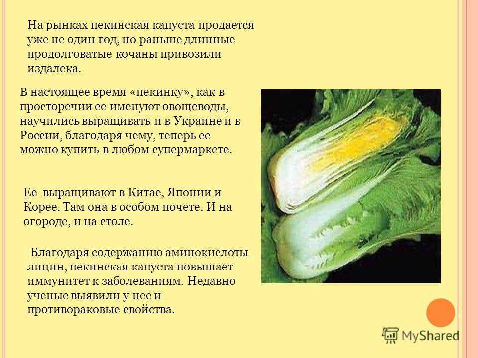 Пекинская капуста – польза и вред, вкусные рецепты для здоровья, калорийность + фото