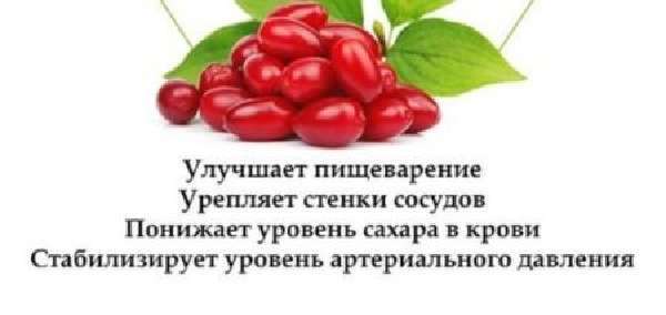 Чем полезен кизил для организма человека: сушеный, вяленый, свежий- противопоказания +видео