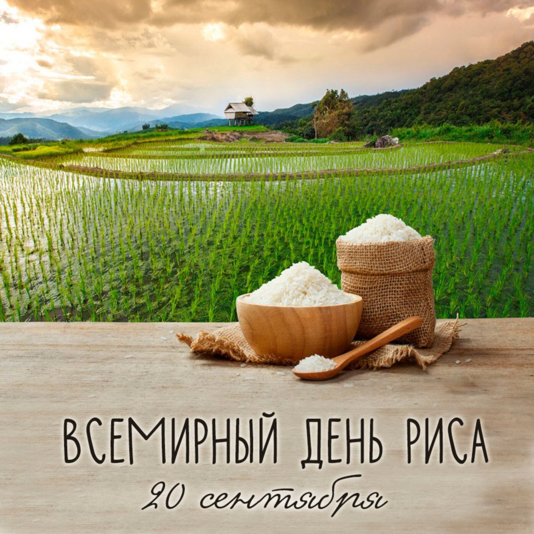 Интересные факты о рисе