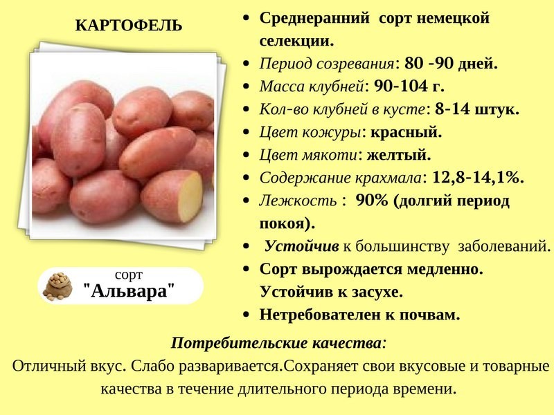 Какой сорт картофеля самый вкусный