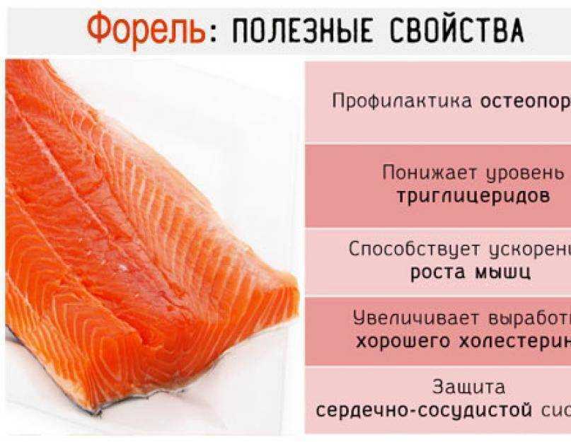 Семга — польза и вред | польза и вред