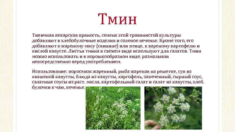 Тмин обыкновенный: лечебные свойства и способы применения