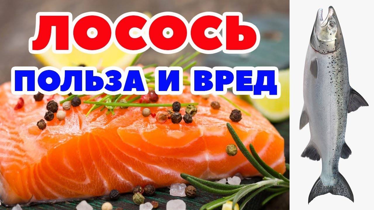 Речная или морская рыба: все о семге и ее повадках