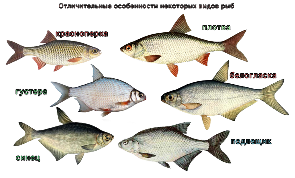 Лещ в духовке целиком - рецепты с фольгой с овощами в соусе