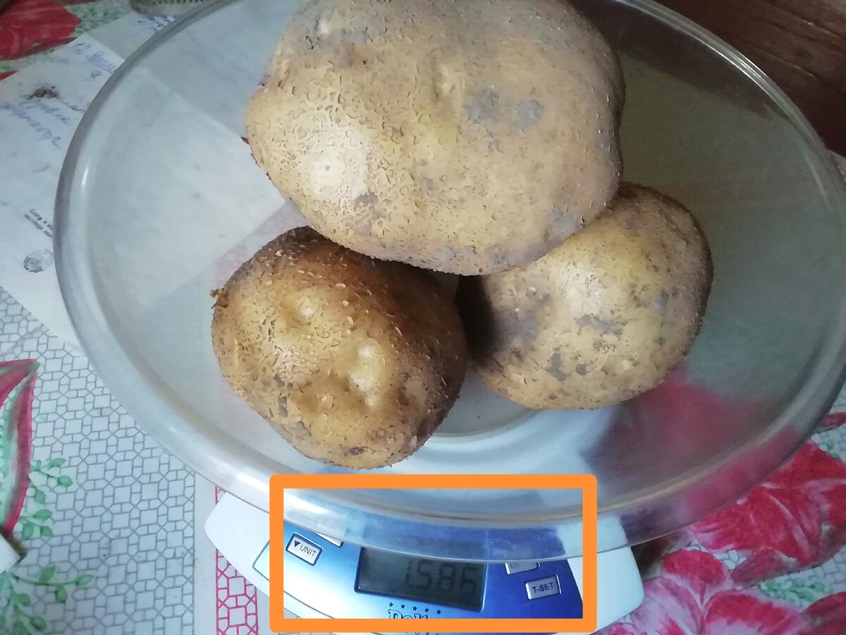 Какие сорта картошки самые вкусные и рассыпчатые, для жарки и варки
