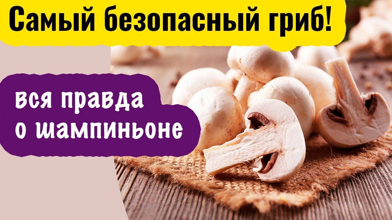Полезные свойства шампиньонов, химический состав, калорийность, вредные свойства шампиньонов, правила выбора и хранения шампиньонов.