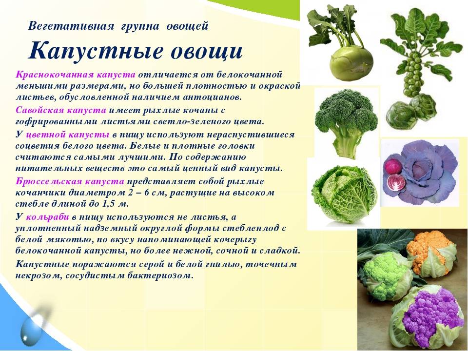 Самые интересные факты о брокколи