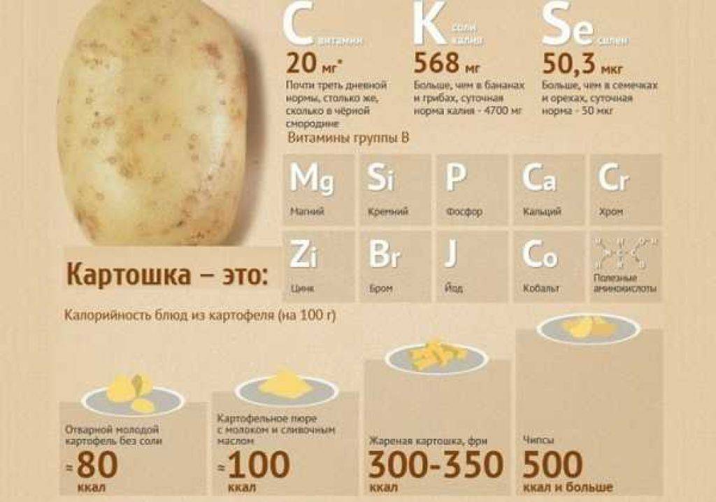 Опасный картофель. почему вредно пюре и чем полезен вчерашний обед? | правильное питание | здоровье