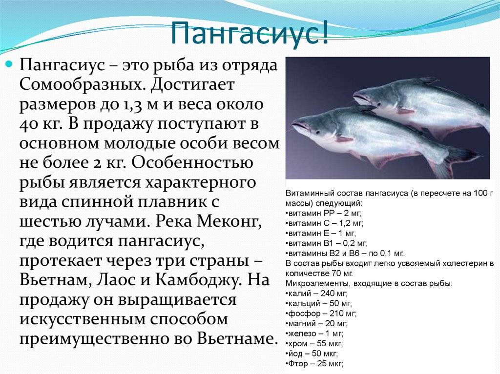 Диетический салат с тунцом консервированным:пп-рецепты для похудения и не только