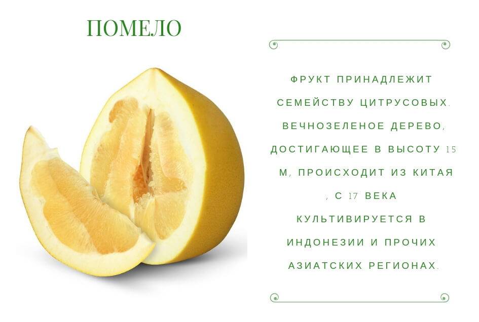 Помело: польза и вред, химический состав фрукта, калорийность, показания и противопоказания для организма