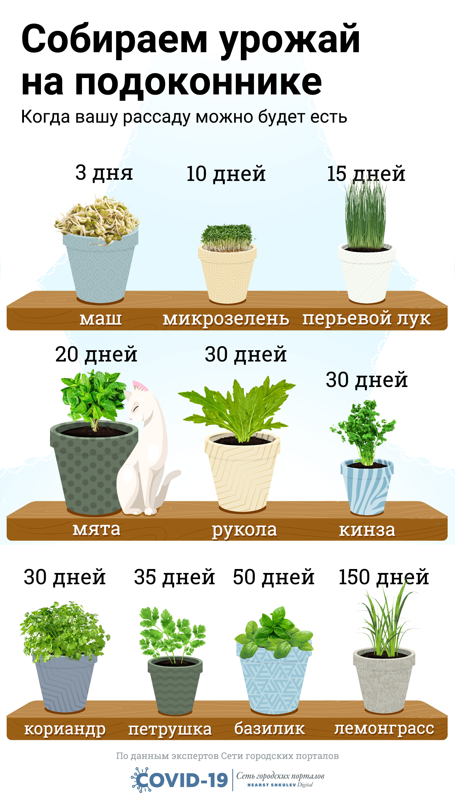 Как выращивать зелень на подоконнике круглый год: виды растений для подоконника, способы выращивания