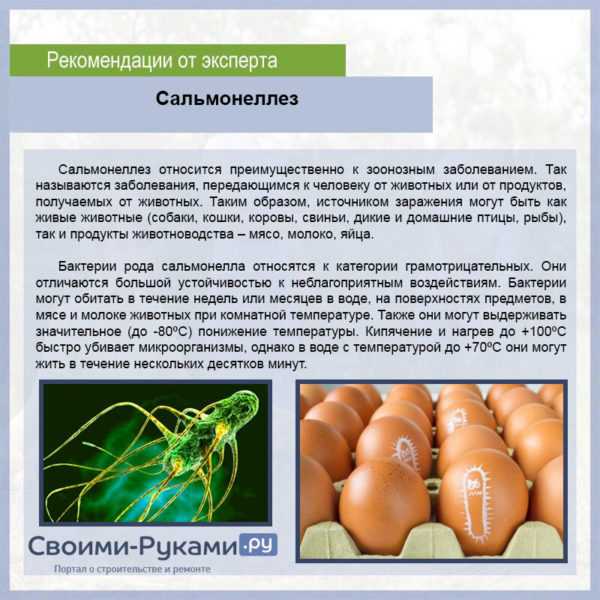 Куриные и перепелиные яйца – отличия и польза