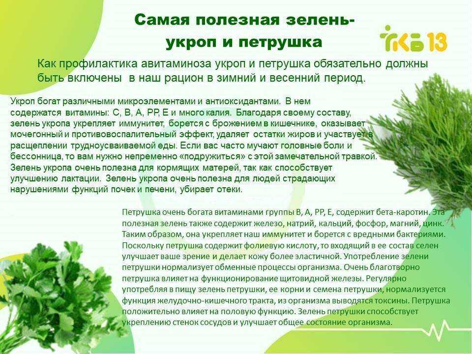 Петрушка кудрявая полезные свойства для организма человека и противопоказания