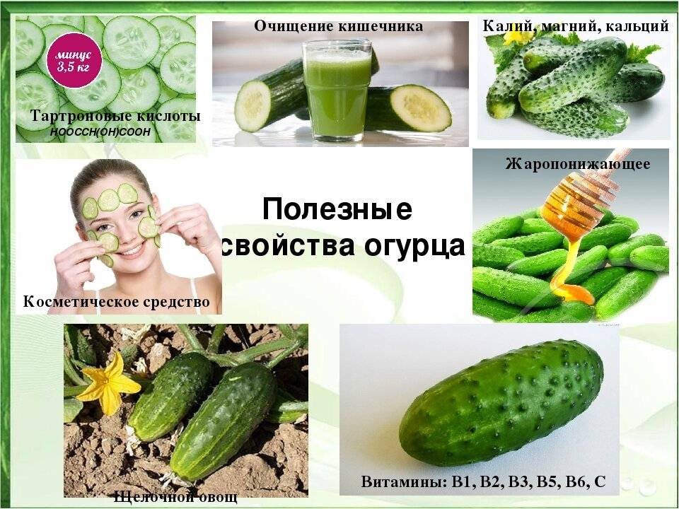 Полезные свойства огурца и вредные: калорийность, витамины