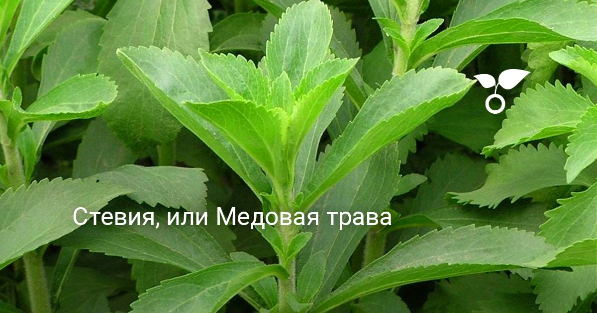 Стевия - заменитель сахара, польза и вред