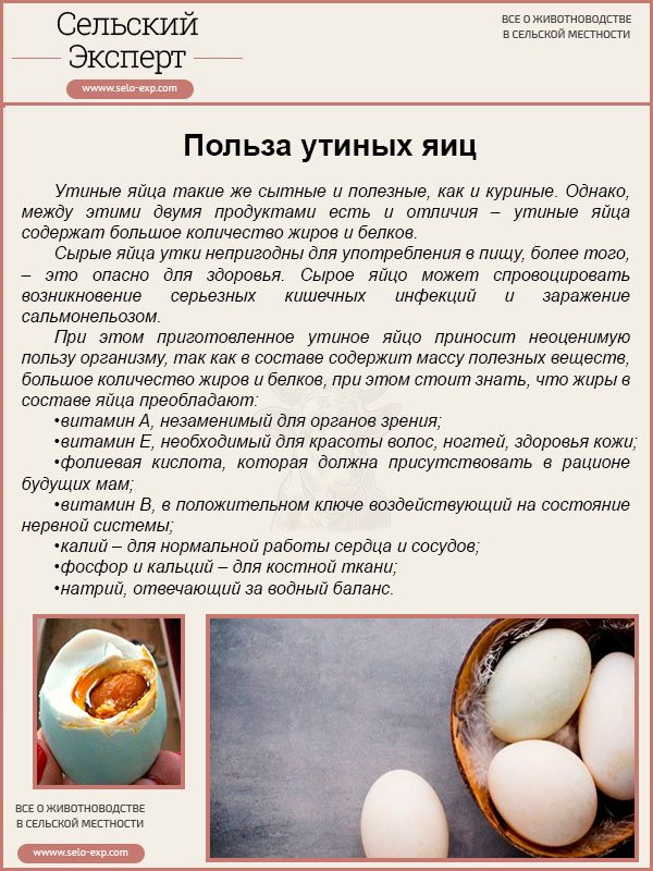 Калорийность утка домашняя. химический состав и пищевая ценность.