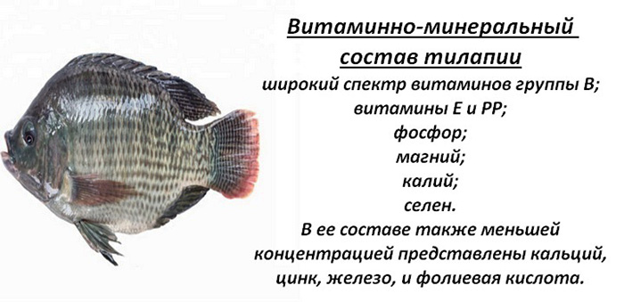 Рыба святого петра или тилапия: полезные и вредные свойства, калорийность, токсичность