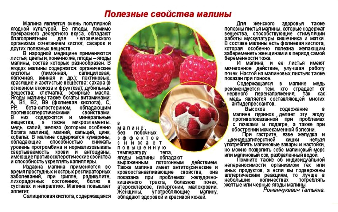 Малина: польза и вред для здоровья