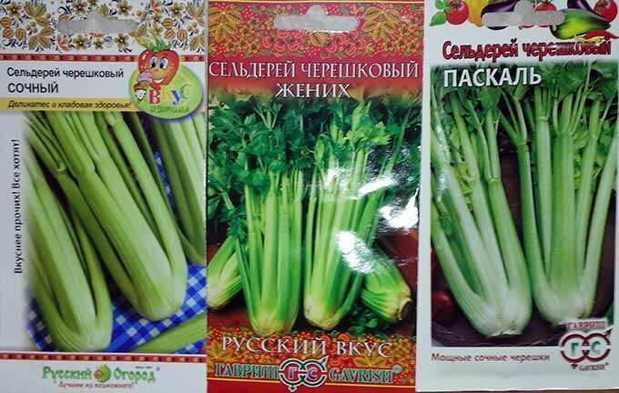 Польза и вред сельдерея для организма
