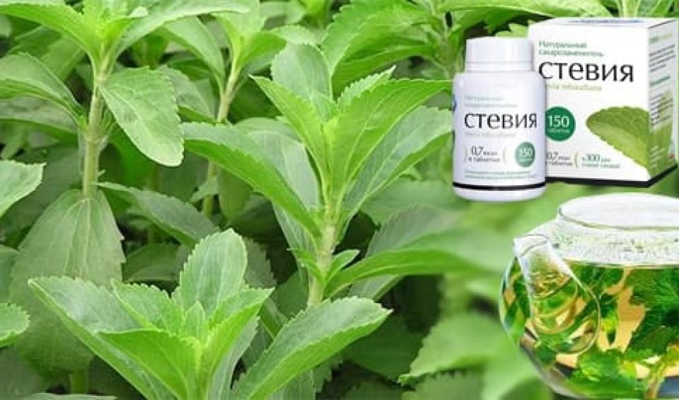 Сахарозаменитель стевия: польза, вред, применение, рецепты