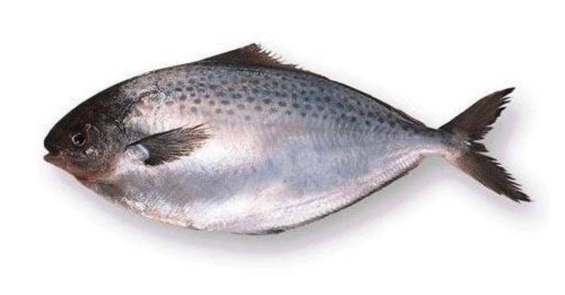 Масляная рыба: последствия употребления продукта