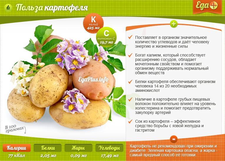 Картофель польза и вред. вся правда прокартошку без мифов!