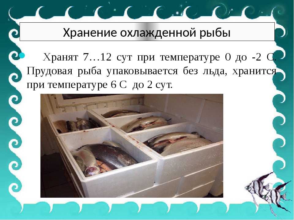 Сколько хранится свежая рыба в холодильнике без заморозки: условия и сроки