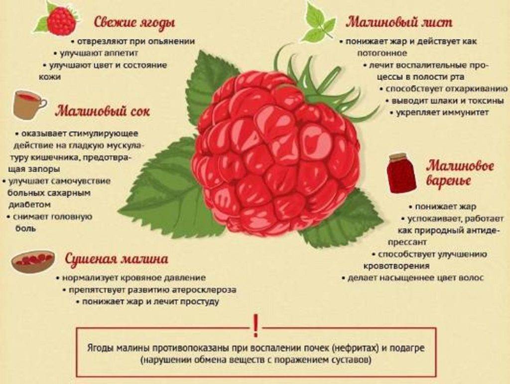 Черная малина: называния сортов с описанием и их полезные свойства, подготовка к посадке и выбор места, правила ухода и выращивания ремонтантной ягоды