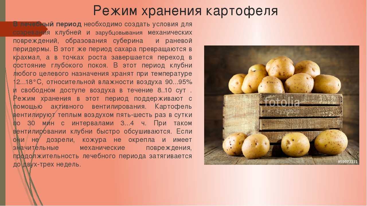 Сколько и как хранить очищенный картофель (в воде, холодильнике)