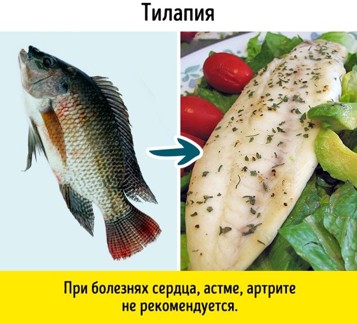 Рыба тилапия: польза и вред, можно ли ее есть?