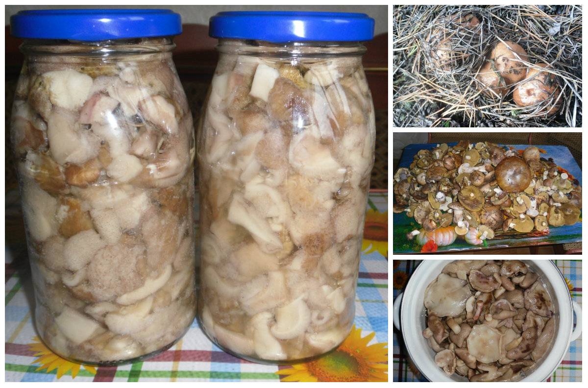 Как мариновать белые грибы на зиму - рецепты с фото. как вкусно замариновать белые грибы в банках