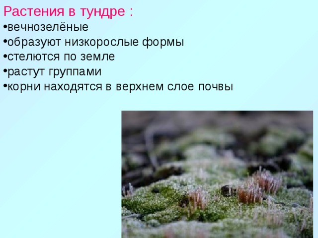 Какое растение называют драконьей травой